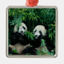 Suche nach bambus ornamente Bamboo