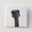 Suche nach strauß buttons Tier