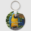 Suche nach goldmacaw Blau und goldmacaw