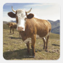 Suche nach rinder aufkleber Tiere