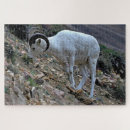 Suche nach sheep puzzle Nationalpark