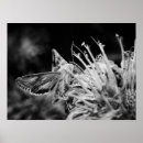 Suche nach motte poster Wildblume