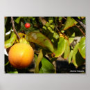 Suche nach obstbaum poster Frucht