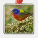 Suche nach gefieder ornamente Natur