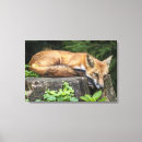 Suche nach säugetiere leinwandbilder Wald