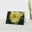 Suche nach taglilie karten Hemerocallis