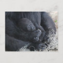 Suche nach baby gorilla poster Tier