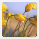 Suche nach narzissen aufkleber Daffodil