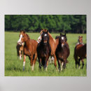 Suche nach ponys poster Stehend