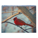 Suche nach taube kalender Kardinal
