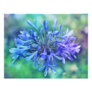 Suche nach agapanthus poster Nillilie