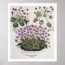 Suche nach cyclamen poster Botanisch
