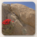 Suche nach mojave untersetzer California