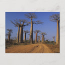 Suche nach baobab postkarten Natur