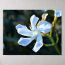 Suche nach oleander poster Natur