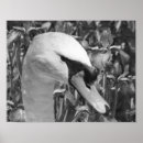 Suche nach weißer schwan poster Für sie