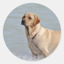 Suche nach gelber labrador aufkleber Foto