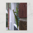 Suche nach mantis postkarten Mantide