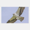 Suche nach osprey aufkleber Raubvogel