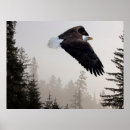 Suche nach weißkopfseeadler poster Wald