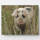 Suche nach schweine fotoplatten Bauernhof