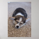Suche nach corgi poster Königin elizabeth's
