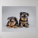 Suche nach yorkie poster Yorkshire