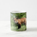 Suche nach roter fuchs tassen Wild