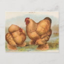 Suche nach cochin postkarten Hahn