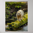 Suche nach spirit bear poster Britische kolumbien