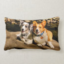 Suche nach wolljackenwalisercorgi Pembrokewalisercorgi
