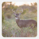Suche nach männchen aufkleber Texas