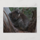 Suche nach koala foto postkarten Baum