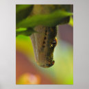 Suche nach python poster Wild