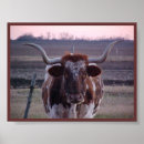 Suche nach longhorn poster Bauernhof