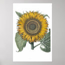 Suche nach besler poster Basilius