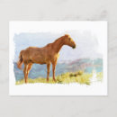 Suche nach pferd postkarten Tierarzt