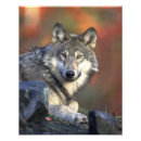 Suche nach lupus poster Fleischfresser