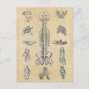 Suche nach anatomie postkarten Skelett