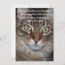 Suche nach regenbogenbrücke postkarten Cats