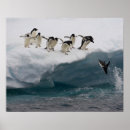 Suche nach penguin poster Tierwelt