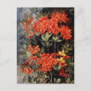 Suche nach australische blume postkarten Blumen