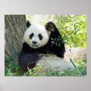 Suche nach niedliche pandas poster Riesenpanda