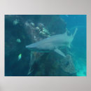 Suche nach haien poster Fische