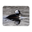 Suche nach drake magnete Vogel