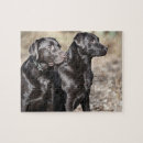 Suche nach labrador retriever puzzle Haustier