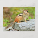 Suche nach der chipmunk postkarten Niedlich