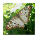 Suche nach tropische schmetterlinge fliesen Blume