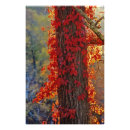 Suche nach staatspark poster Itasca state park