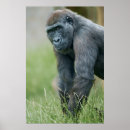 Suche nach gorillas poster Natur